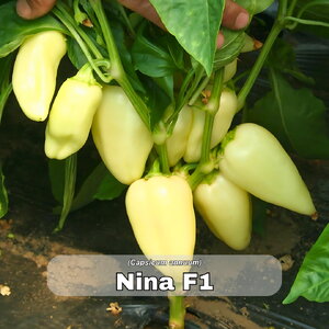 paprika_nina f1