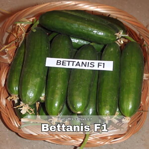 krastavac_bettanis f1