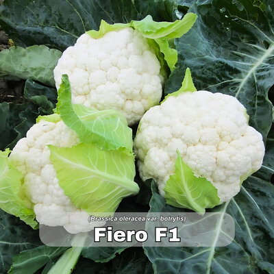 karfiol_fiero f1