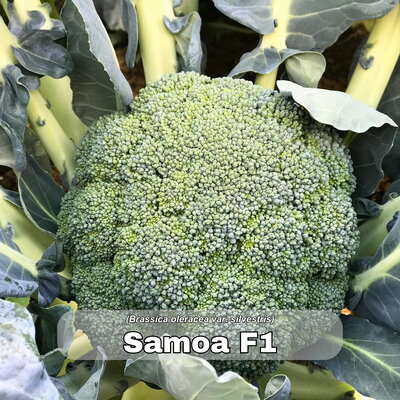 brokoli_samoa f1