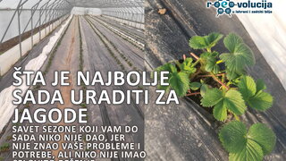 sta je sada najbolje uraditi za jagode