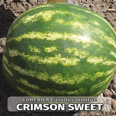 seme povrca gramature profi_lubenica crimson sweet