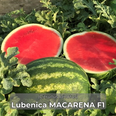 lubenica_macarena f1