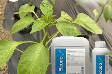 05 05 2025 scudo paprika