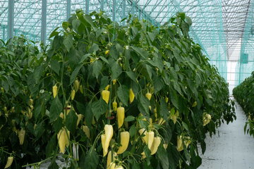 dscf0595