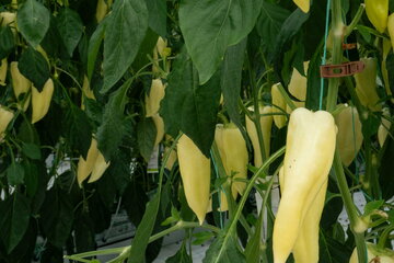 dscf0596
