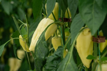 dscf0604