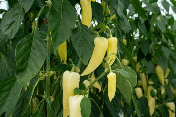 dscf0610