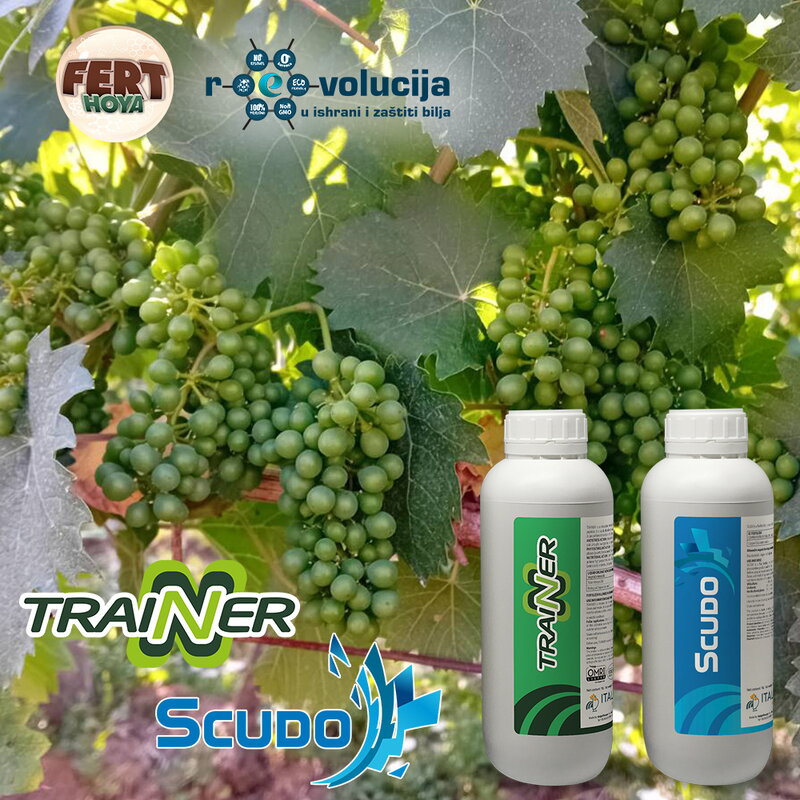 20_06_2025_Vinogradari_Trainer_S