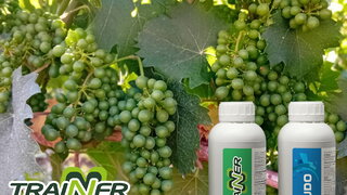 20 06 2025 vinogradari trainer scudo