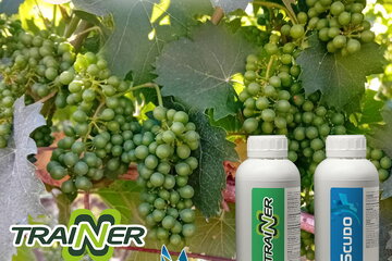 20 06 2025 vinogradari trainer scudo