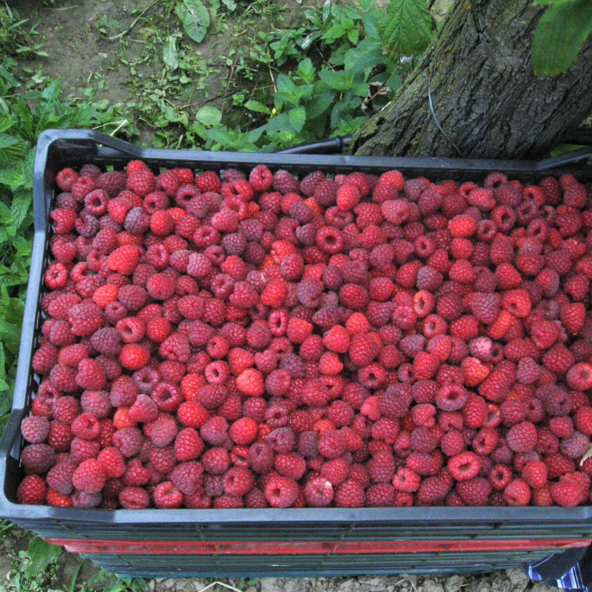 20140616-malina-02.jpg