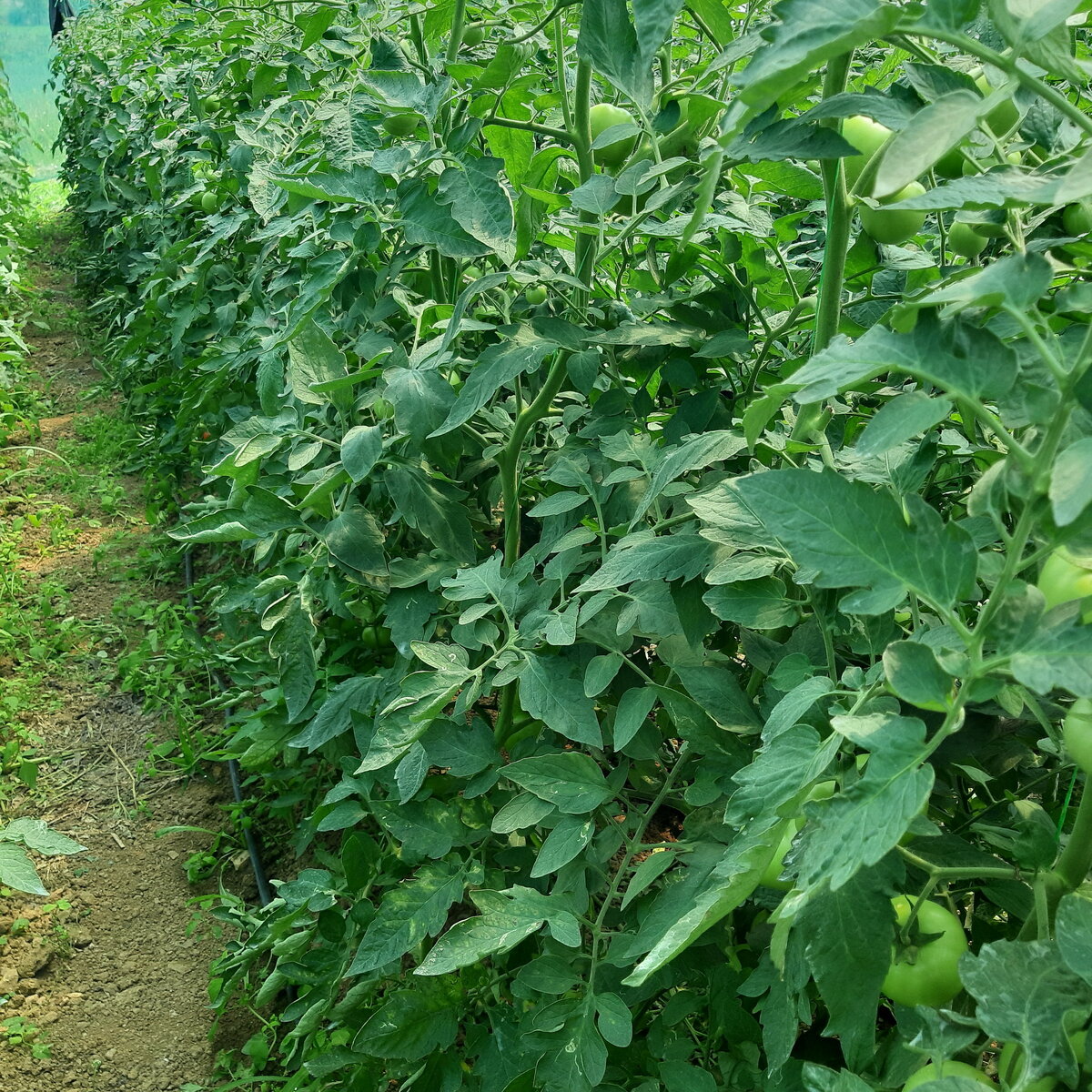 20190802_110735.jpg