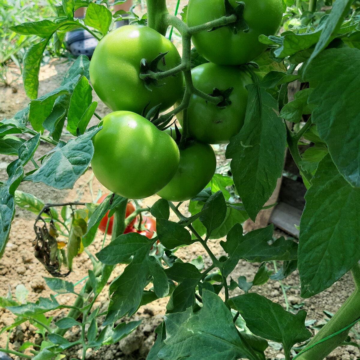 20190802_110900.jpg