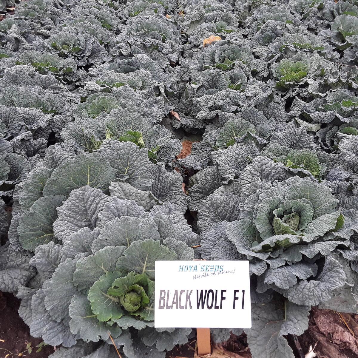 20201008_134550.jpg