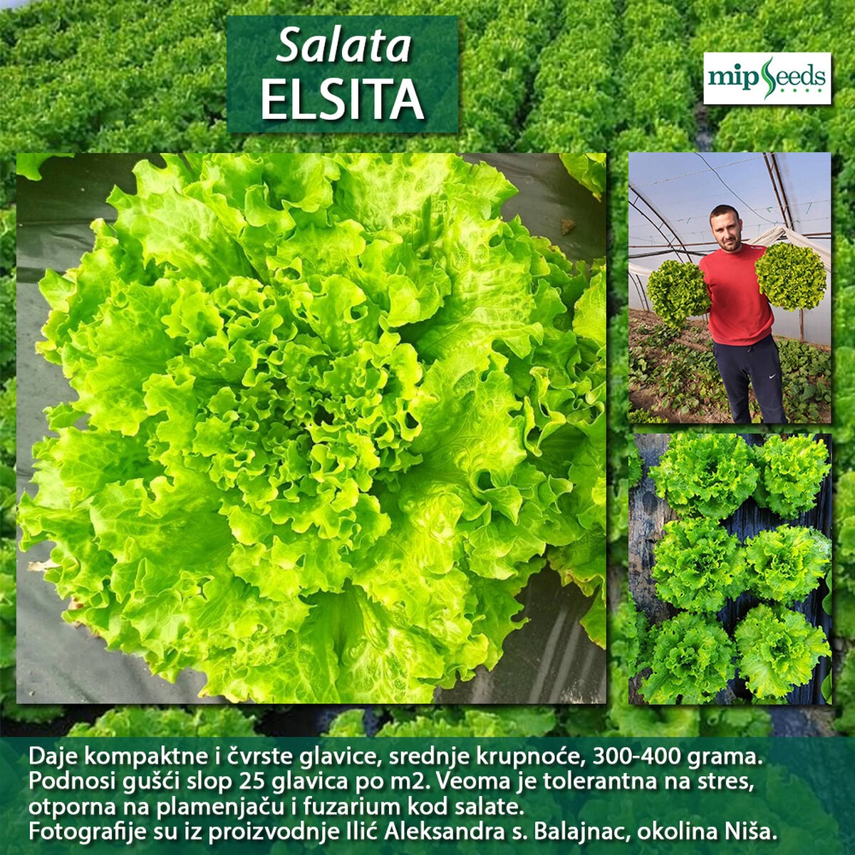 Salata ELSITA-1.jpg