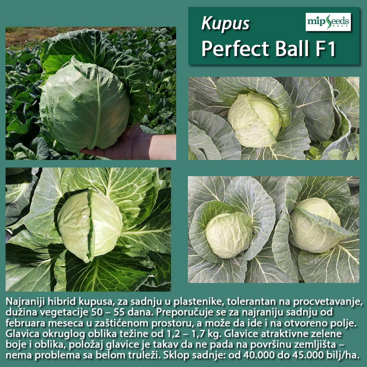 7468PERFECT BALLF1.jpg