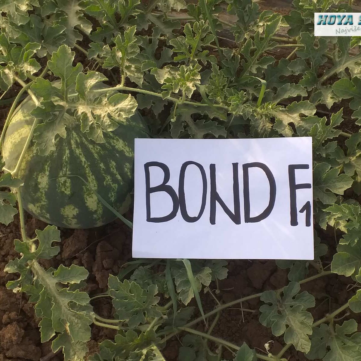 04 BOND F1.jpg