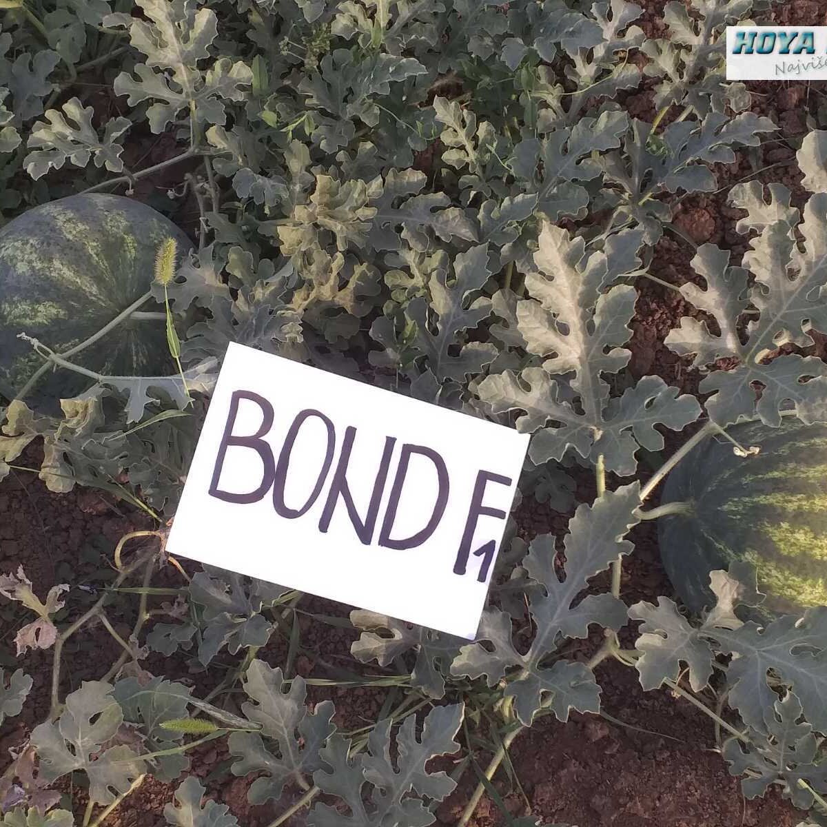 08 BOND F1.jpg
