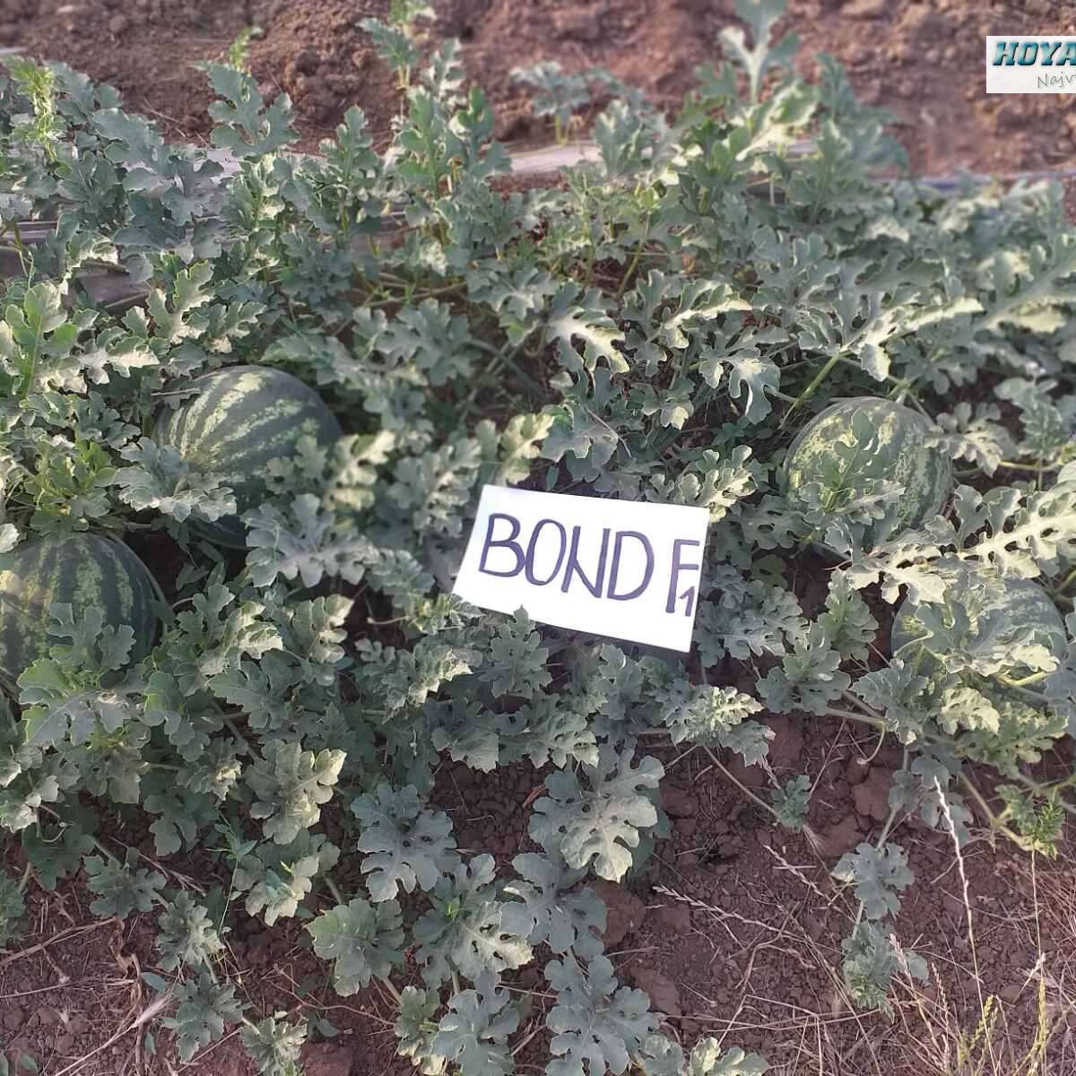02 BOND F1.jpg
