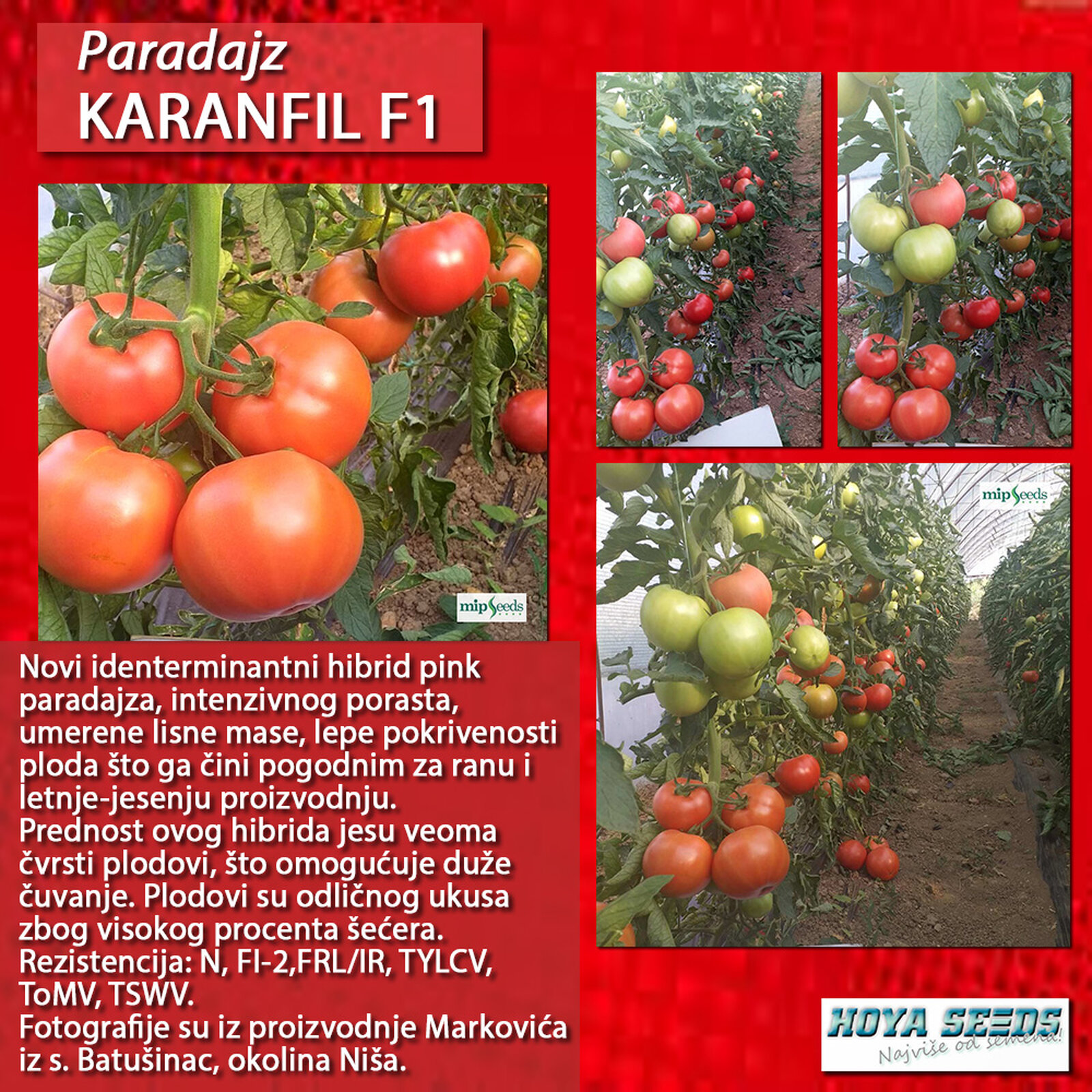 1662601 Karanfil F1 01.jpg