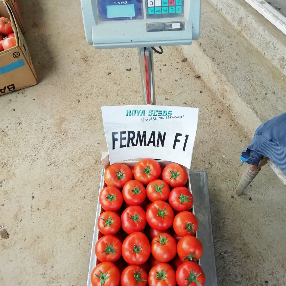 1314303 Ferman F1.jpg