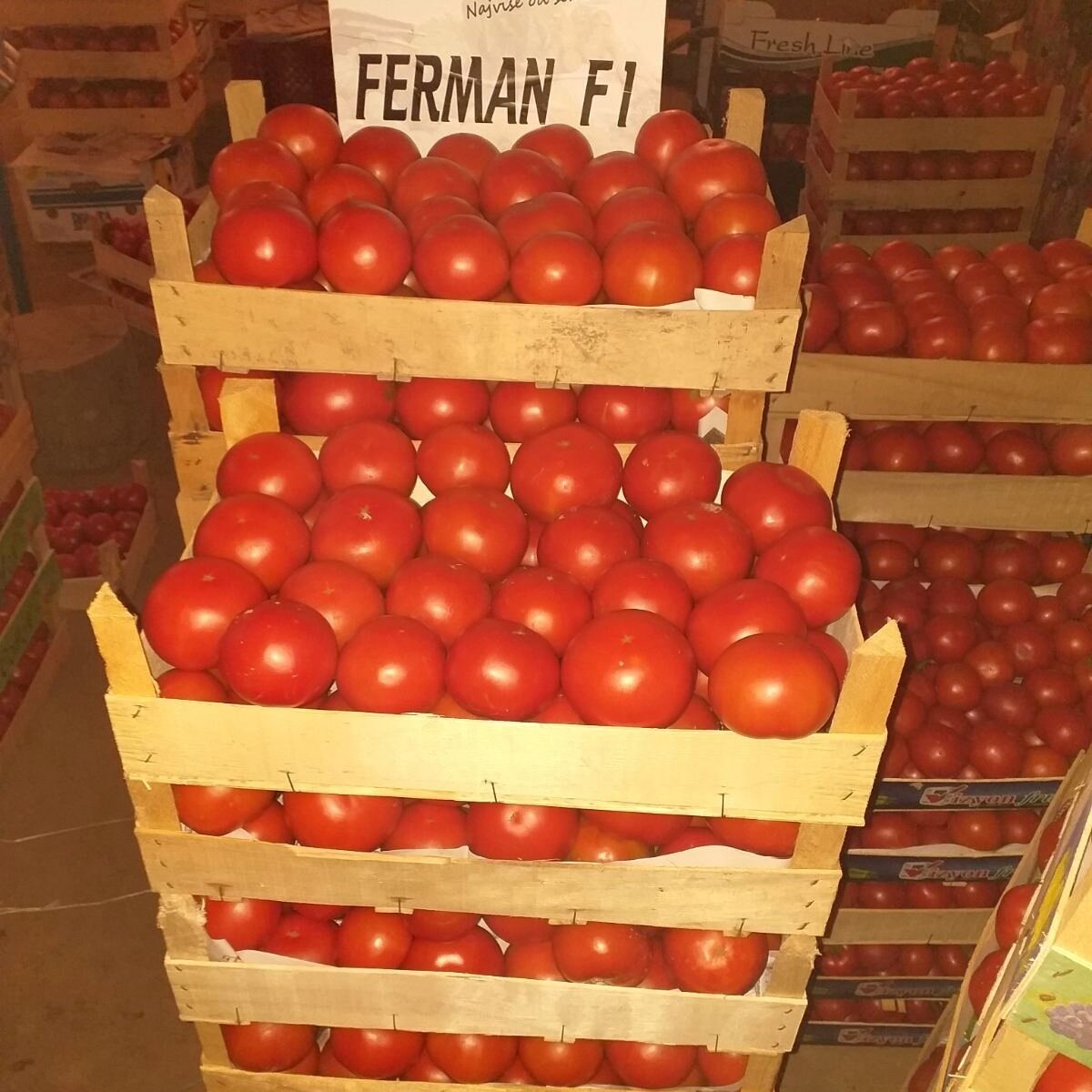 440605 Ferman F1.jpg
