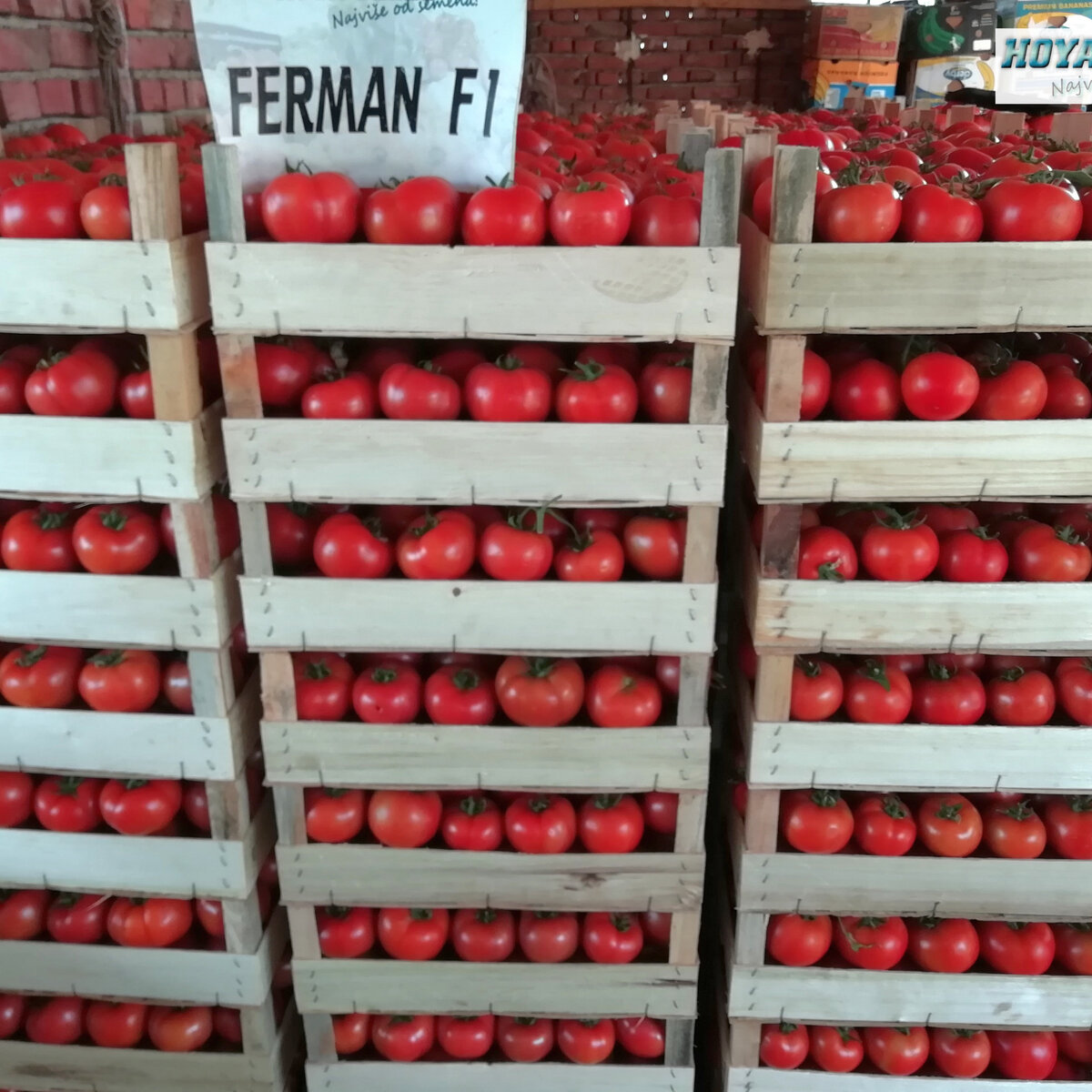 872206 Ferman F1.jpg