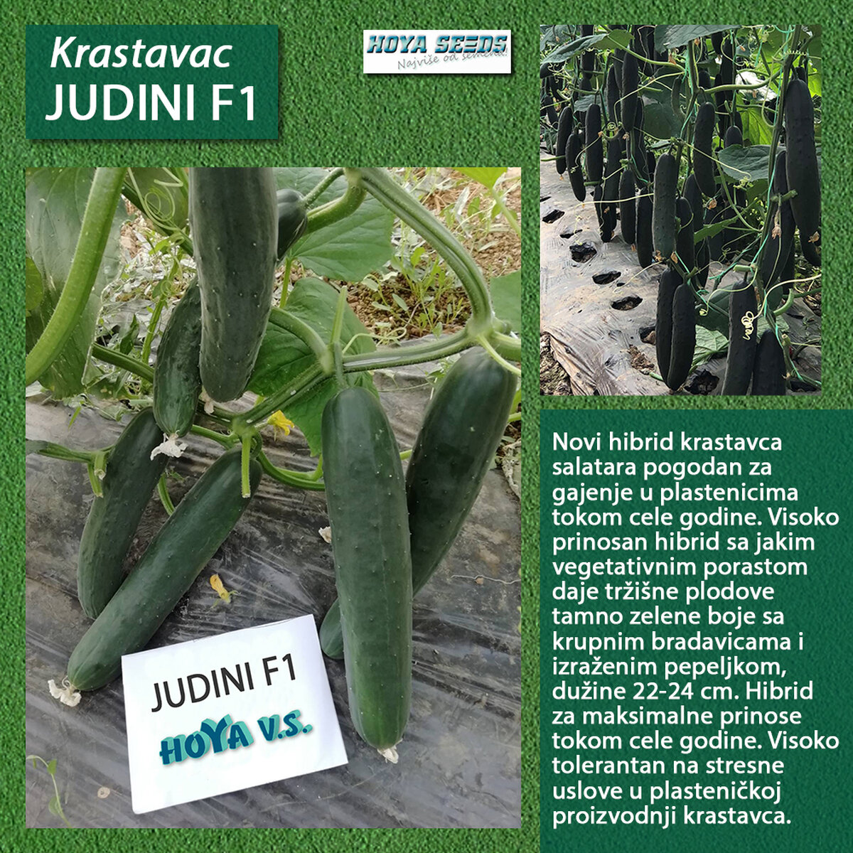 13884Judini F1.jpg