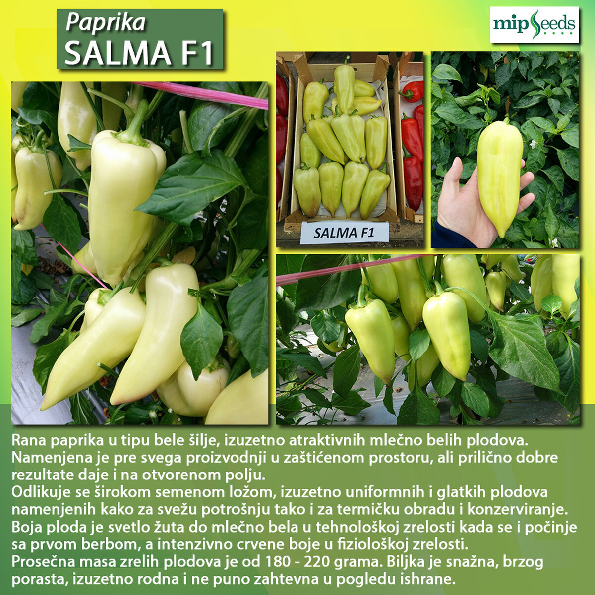 Salma F1.jpg