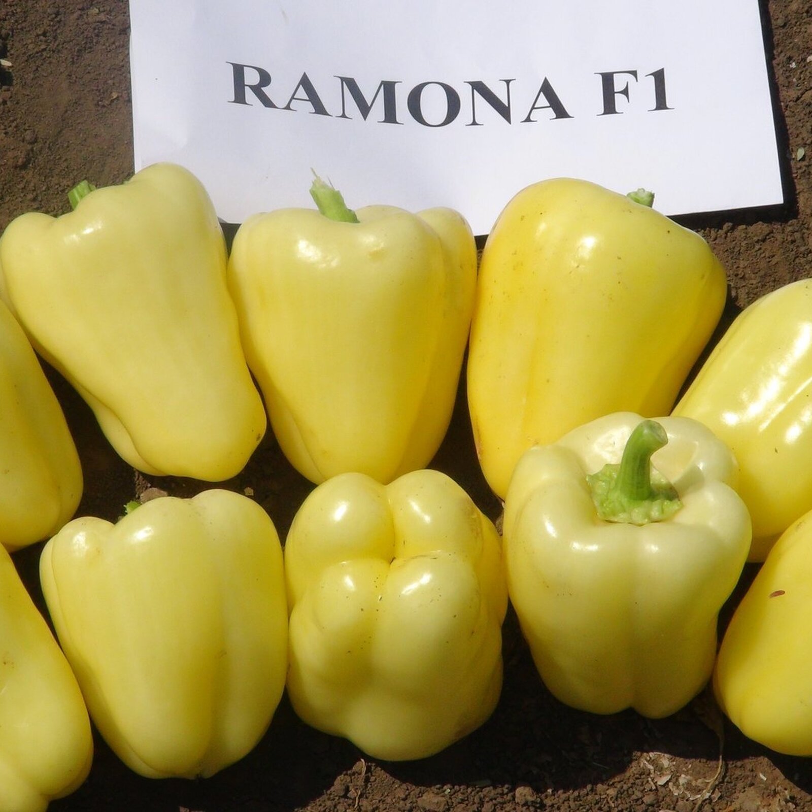 ramona-1463.jpg