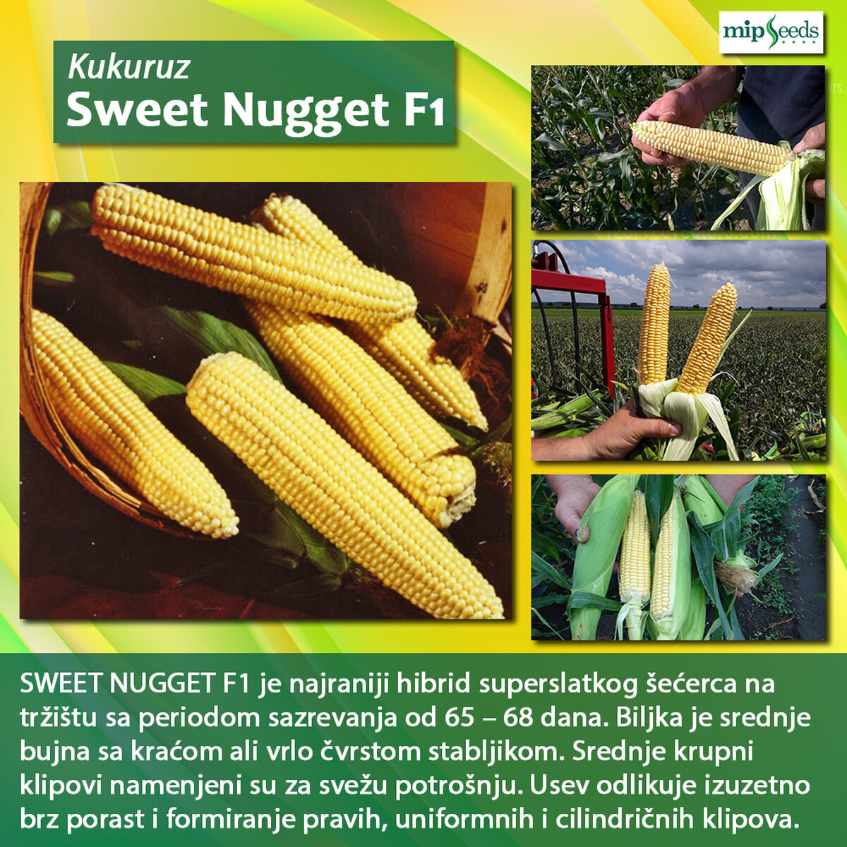 Sweet Nugget F1.jpg