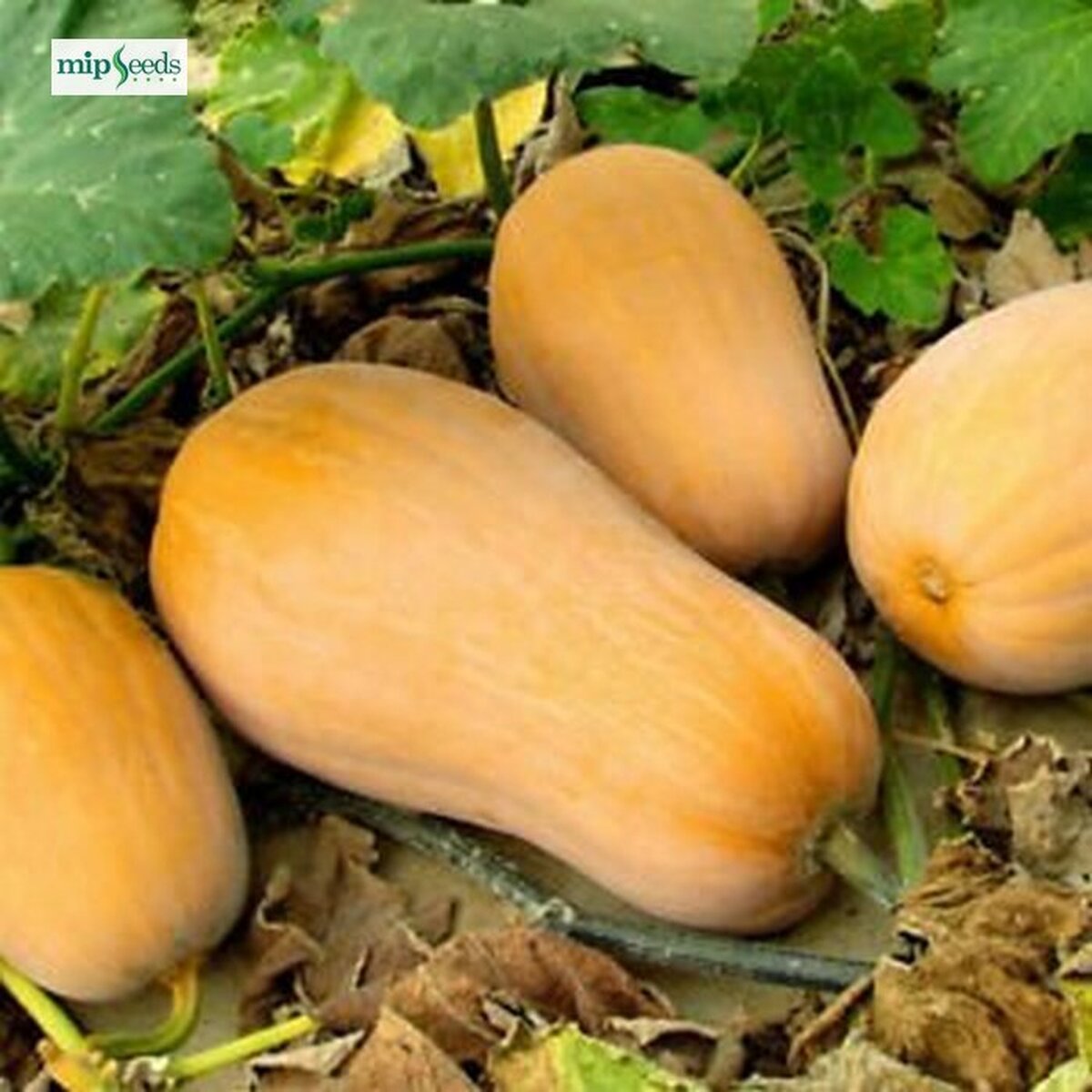 nektar-5056.jpg