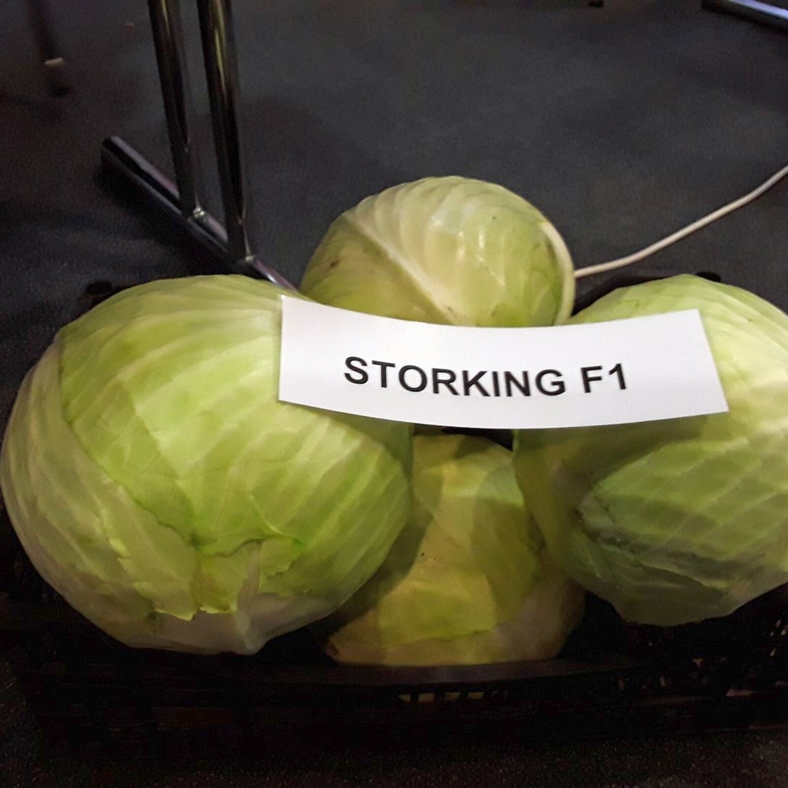 storking-f1-5170.jpg