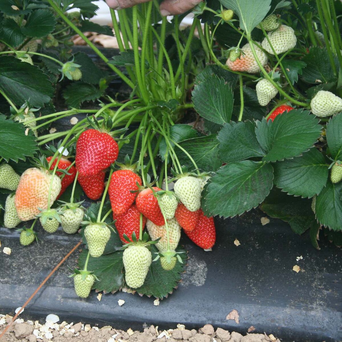 IMG_1788.JPG