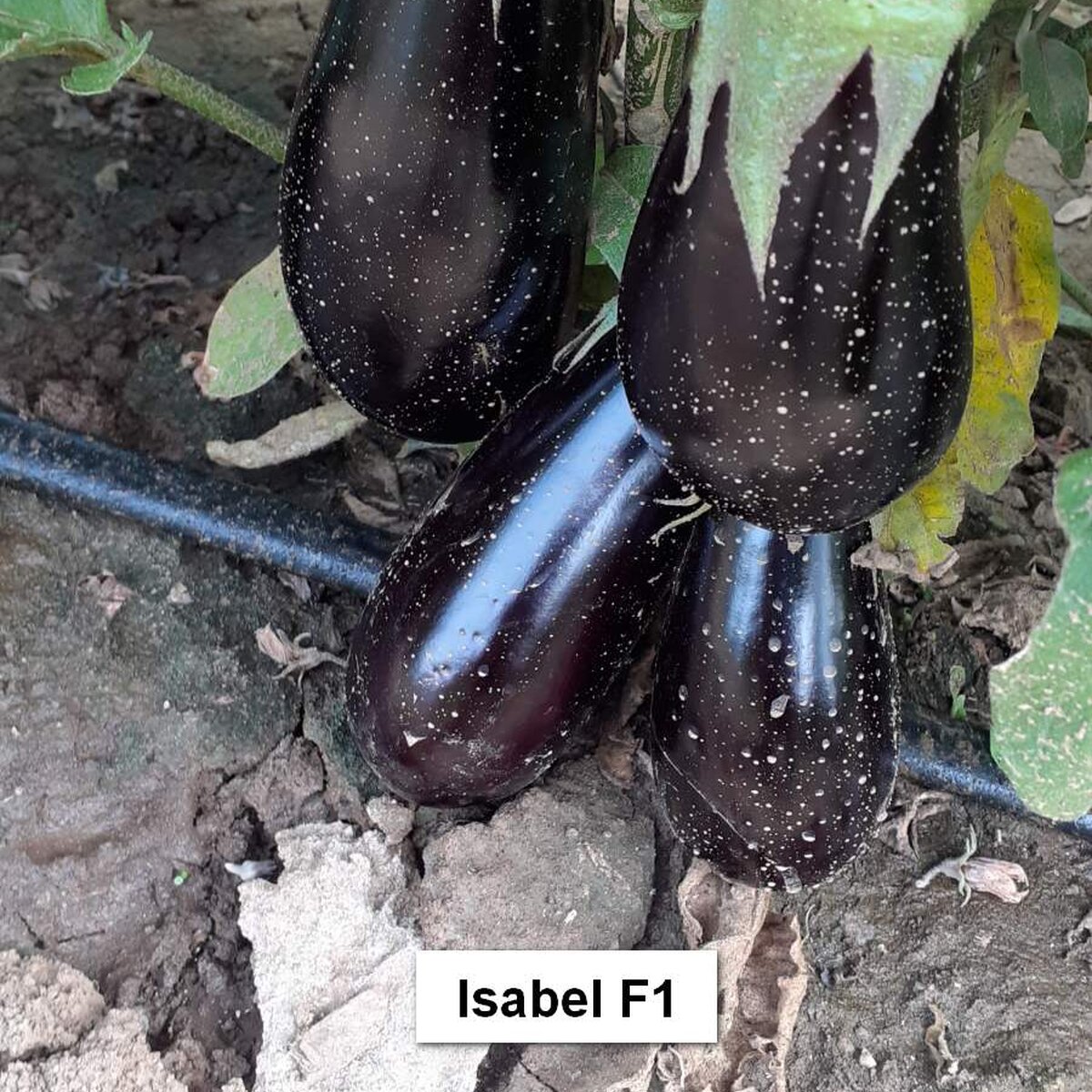 Isabel F1 3.jpg