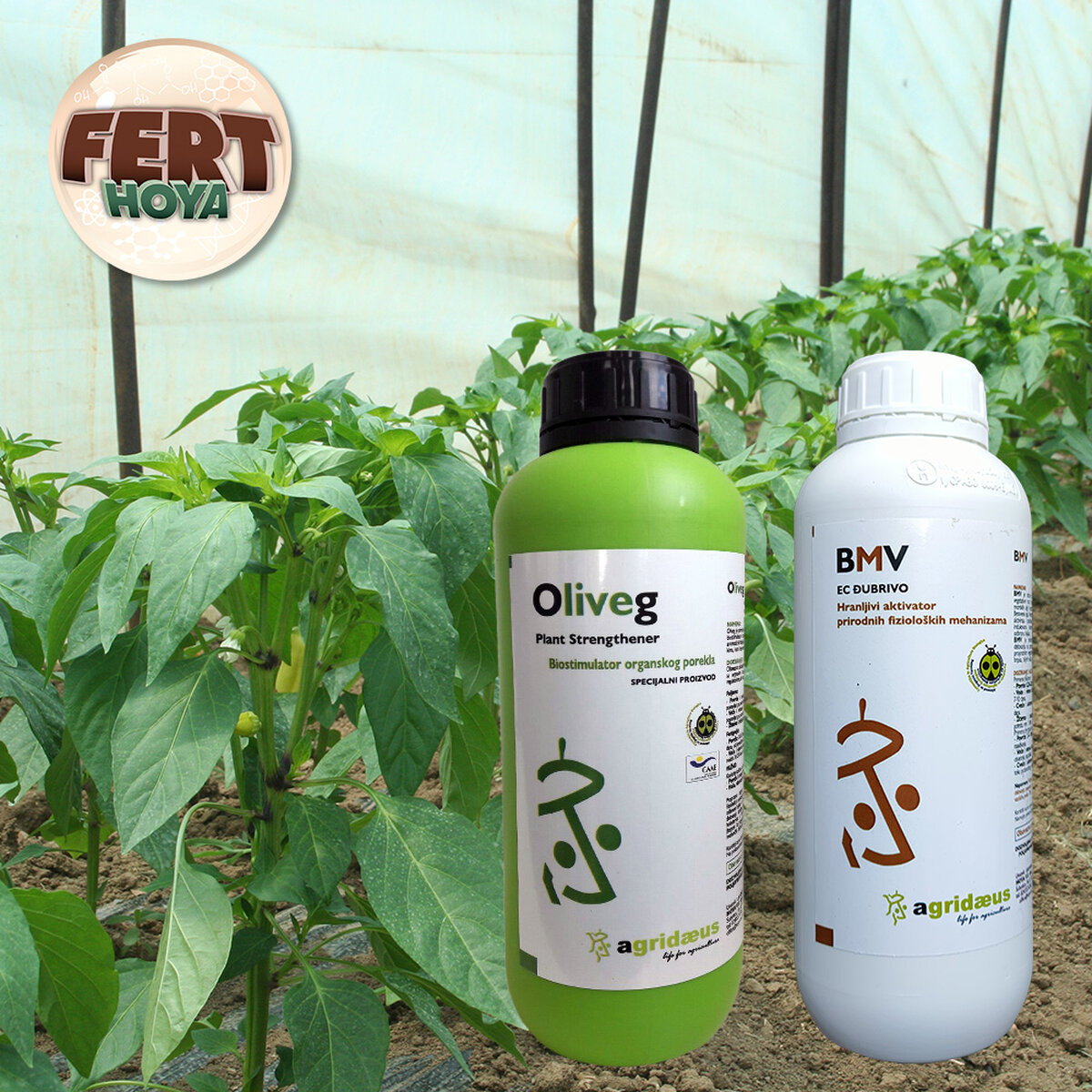 Kampanja-OLIVEG-i-BMV-23-04-2024.jpg