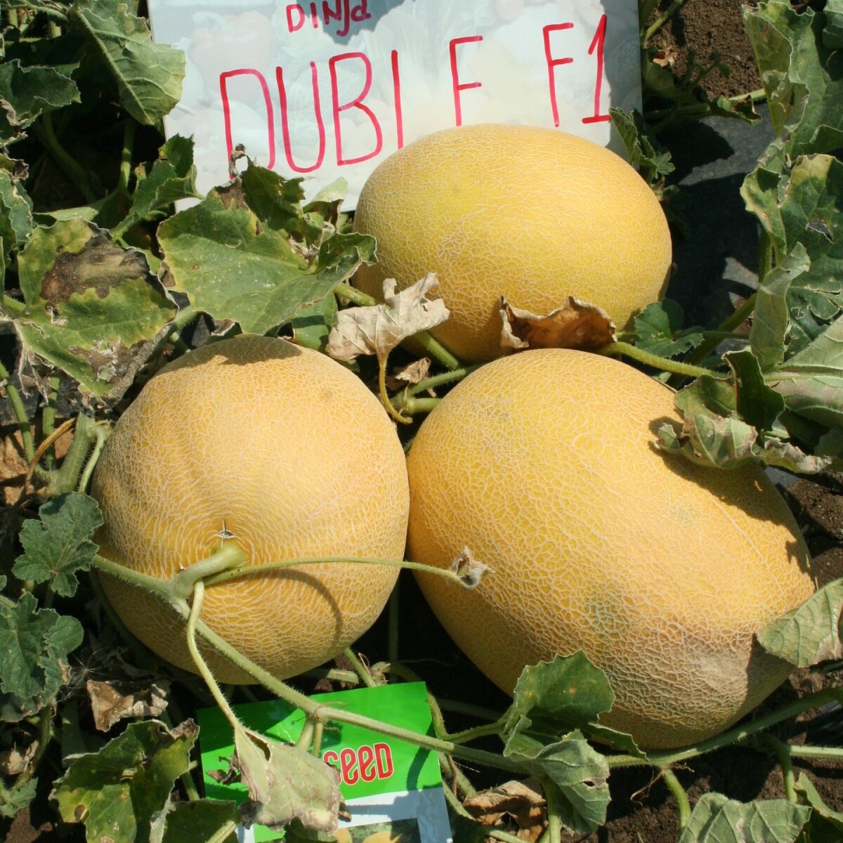 03-Duble-F1.jpg