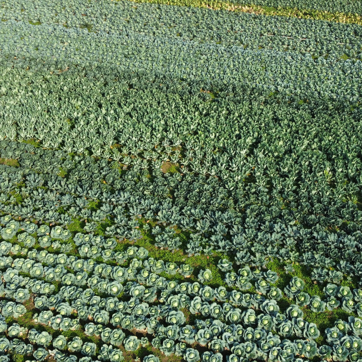 dji_fly_20241030_094436_374_1730277898273_photo_optimized.jpeg