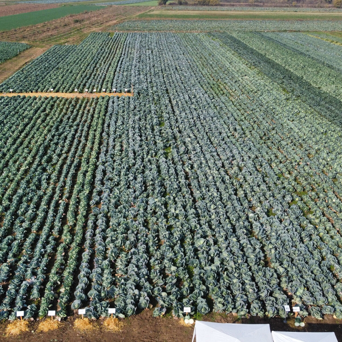 dji_fly_20241030_094514_378_1730278019029_photo_optimized.jpeg