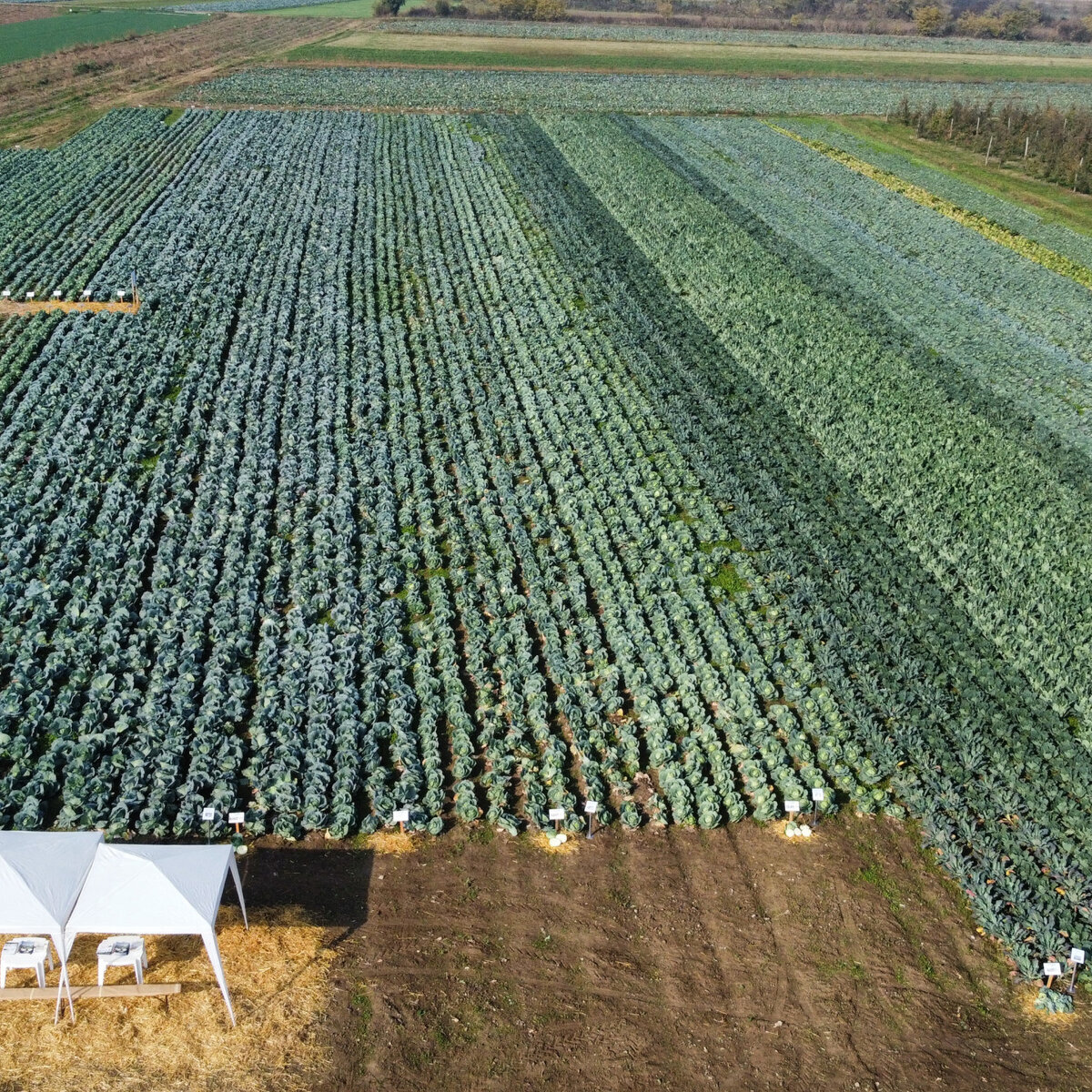 dji_fly_20241030_094528_379_1730278003405_photo_optimized.jpeg
