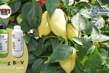kampanja oliveg i bmv 30 07 2025 2