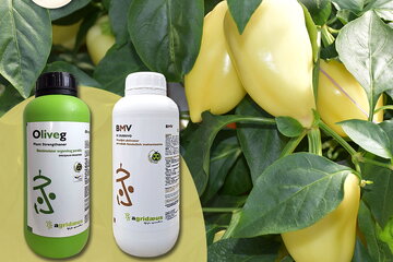 kampanja oliveg i bmv 30 07 2025