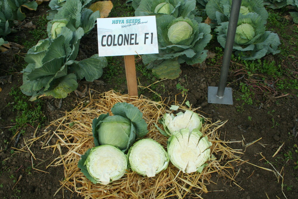 104img 4945