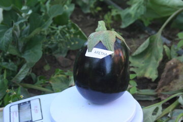 aretha f1 14321
