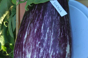lucilla f1 14324