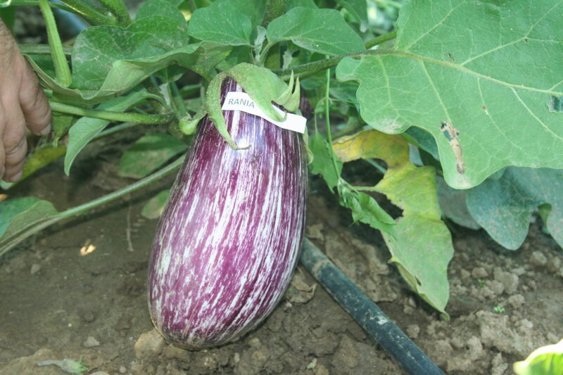 01_Rania_F1