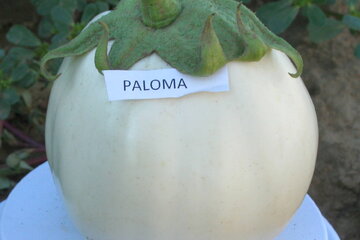 paloma f1 14341