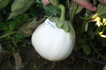 paloma f1