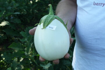 gaia f1 14345